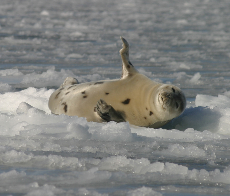 Harp Seal (Phoca groenlandica) - Wiki; DISPLAY FULL IMAGE.