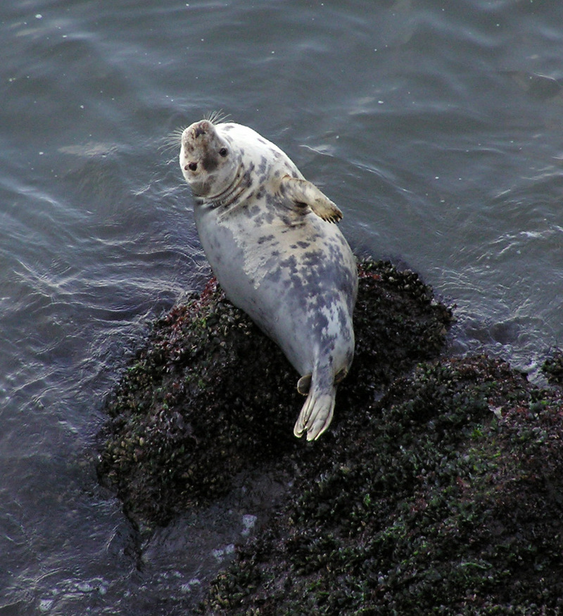 Grey Seal (Halichoerus grypus) - Wiki; DISPLAY FULL IMAGE.