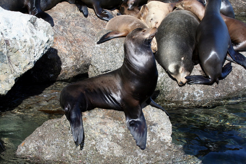 Sea Lions (part of Family: Otariidae) - Wiki; DISPLAY FULL IMAGE.