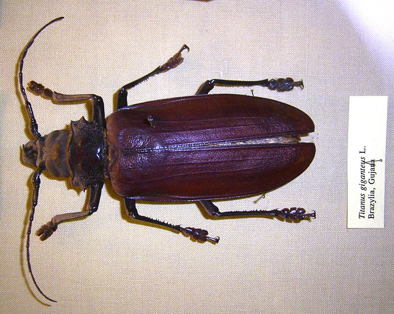 Titan Beetle (Titanus giganteus) - Wiki; DISPLAY FULL IMAGE.