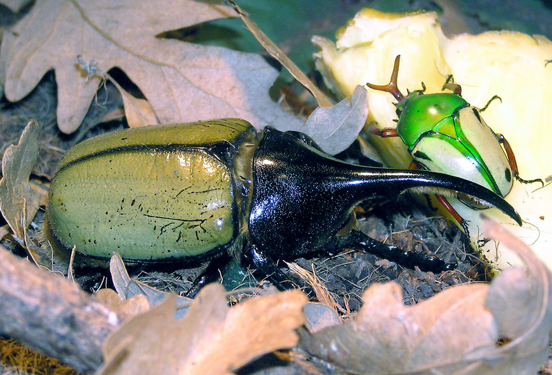 Hercules Beetle (Dynastes hercules) - Wiki; DISPLAY FULL IMAGE.