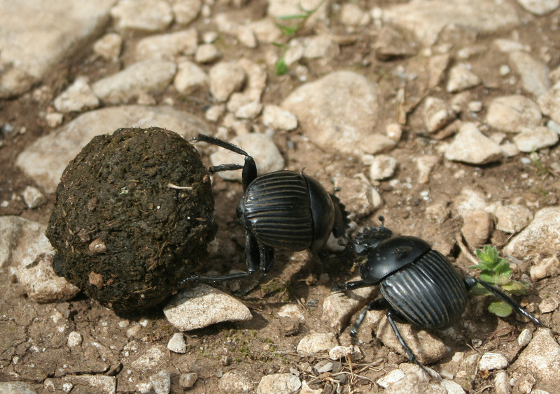 Dung Beetle (Superfamily: Scarabaeoidea) - Wiki; DISPLAY FULL IMAGE.