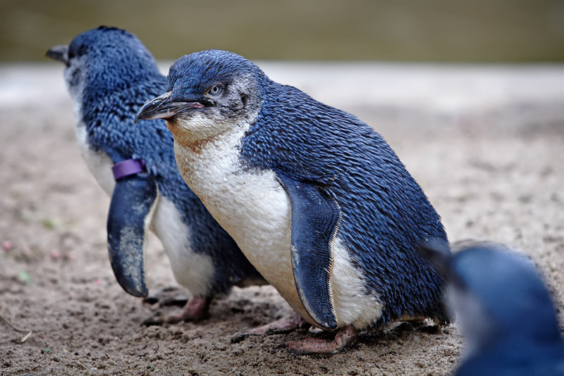 Little Penguin (Eudyptula minor) - Wiki; DISPLAY FULL IMAGE.