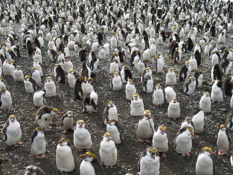 Royal Penguin (Eudyptes schlegeli) rookery; DISPLAY FULL IMAGE.