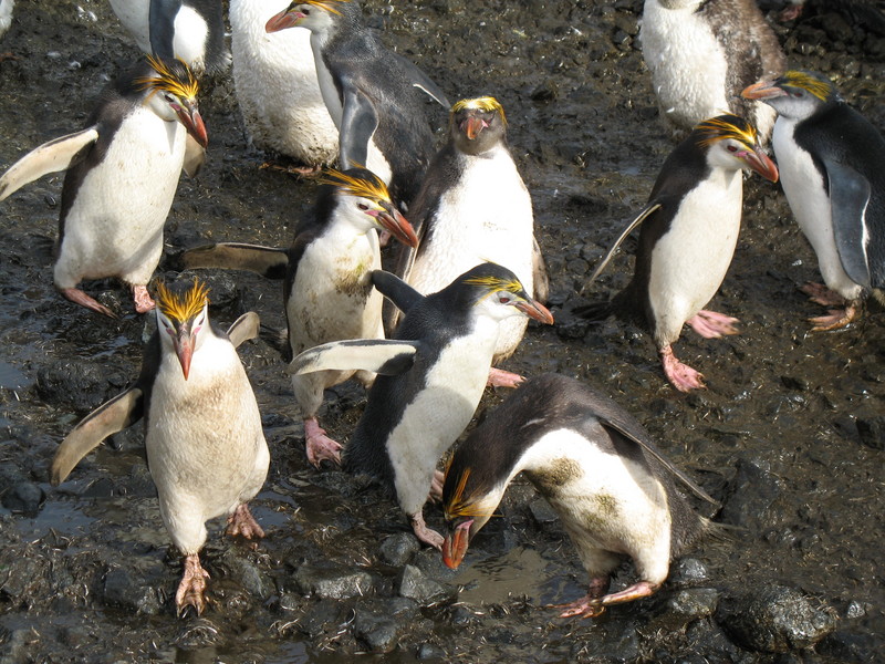 Royal Penguins (Eudyptes schlegeli); DISPLAY FULL IMAGE.