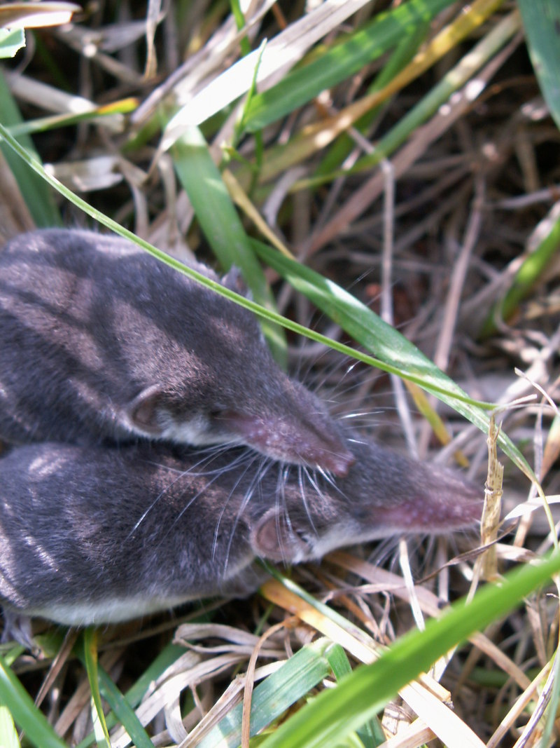 Pygmy Shrew (Family: Soricidae) - Wiki; DISPLAY FULL IMAGE.