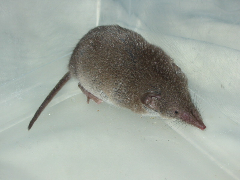 Common Shrew (Sorex araneus) - Wiki; DISPLAY FULL IMAGE.