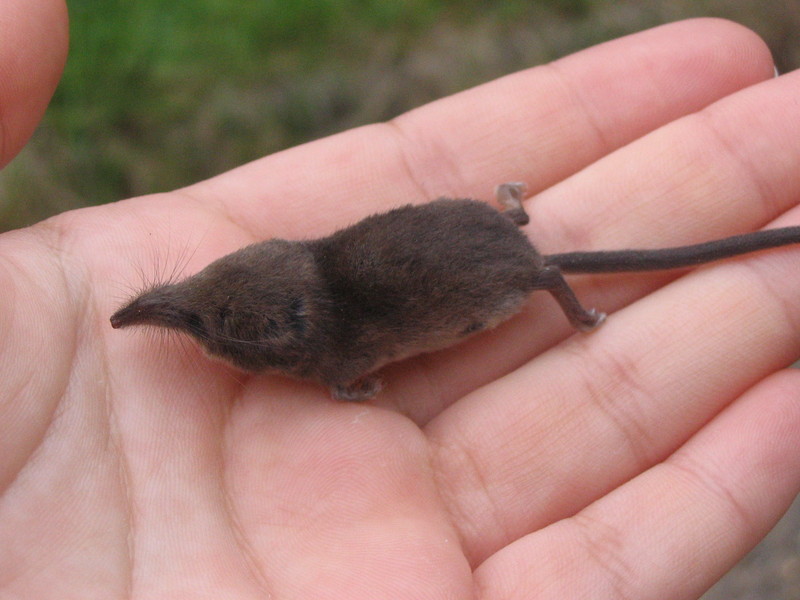 Etruscan Pygmy Shrew (Suncus etruscus) - Wiki; DISPLAY FULL IMAGE.