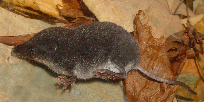 Mediterranean Water Shrew (Neomys anomalus) - Wiki; DISPLAY FULL IMAGE.