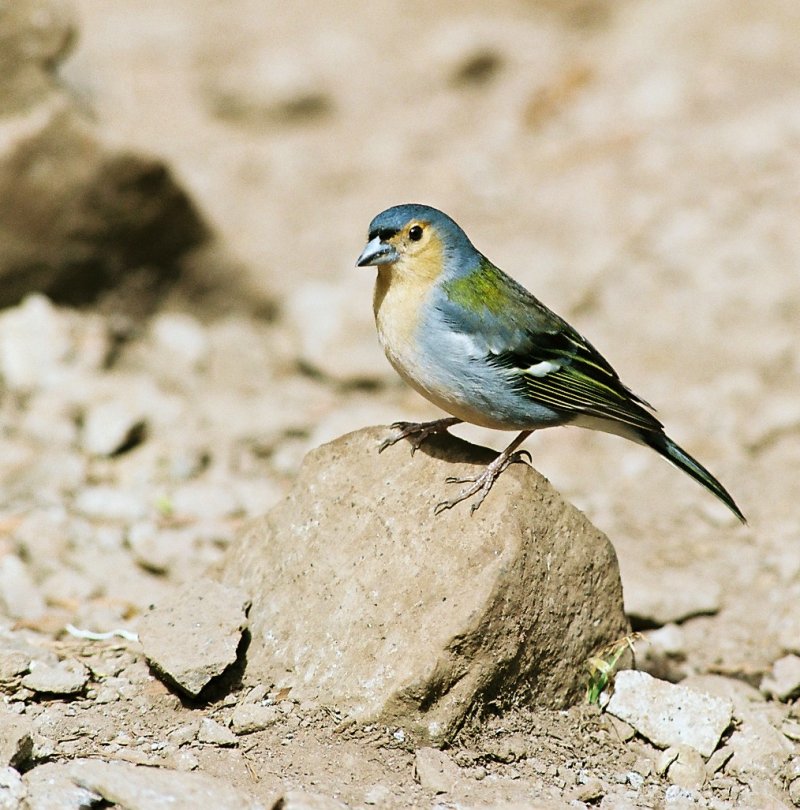 Finch (Family: Fringillidae) - Wiki; DISPLAY FULL IMAGE.