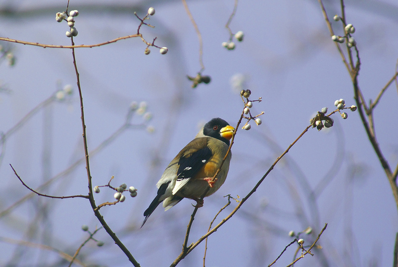 Yellow-billed Grosbeak (Eophona migratoria) - Wiki; DISPLAY FULL IMAGE.