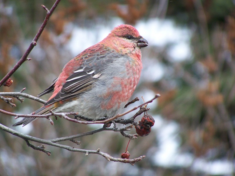 Pine Grosbeak (Pinicola enucleator) - Wiki; DISPLAY FULL IMAGE.