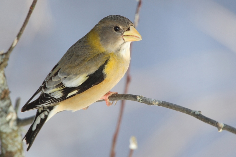 Evening Grosbeak (Coccothraustes vespertinus) - Wiki; DISPLAY FULL IMAGE.