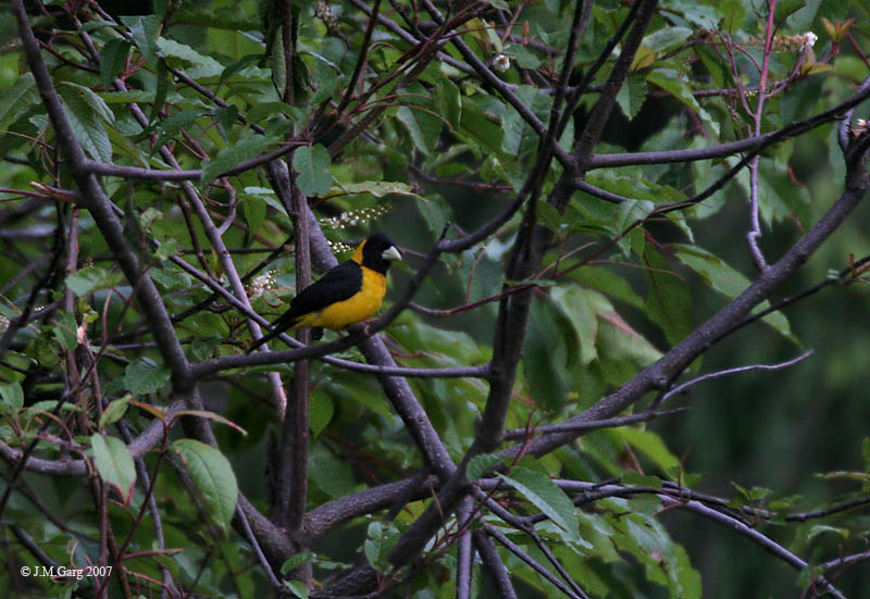 Black-and-yellow Grosbeak (Mycerobas icterioides) - Wiki; DISPLAY FULL IMAGE.