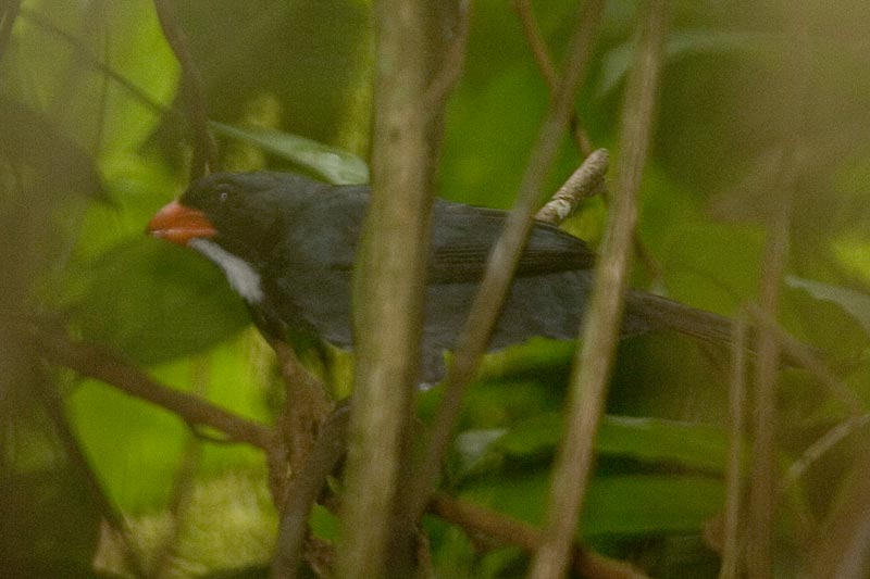 Slate-Coloured Grosbeak (Saltator grossus) - Wiki; DISPLAY FULL IMAGE.