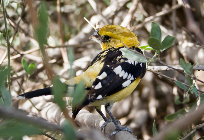 Yellow Grosbeak (Pheucticus chrysopeplus) - Wiki; DISPLAY FULL IMAGE.