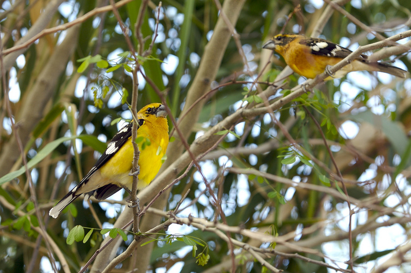 Yellow Grosbeaks (Pheucticus chrysopeplus); DISPLAY FULL IMAGE.