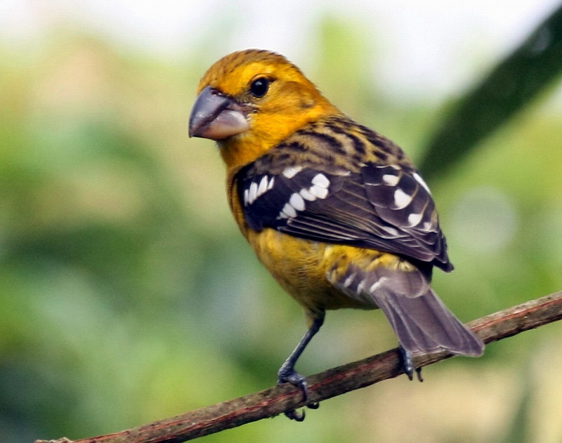Golden-bellied Grosbeak (Pheucticus chrysogaster) - Wiki; DISPLAY FULL IMAGE.