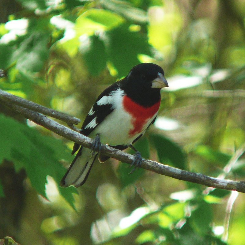 Rose-breasted Grosbeak (Pheucticus ludovicianus) - Wiki; DISPLAY FULL IMAGE.