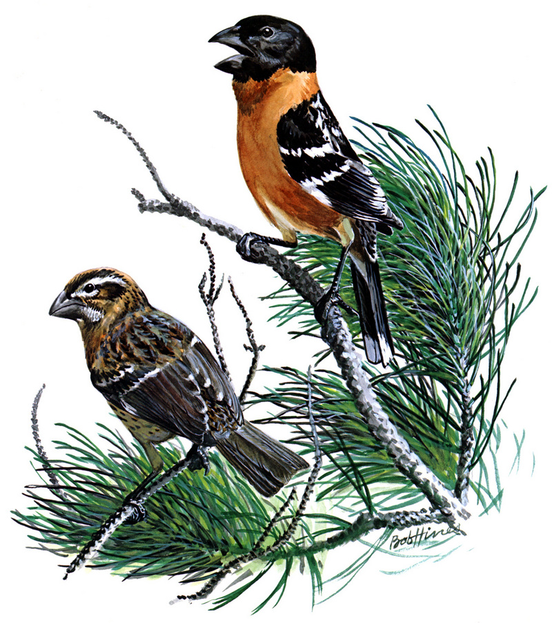 Black-headed Grosbeak (Pheucticus melanocephalus) - Wiki; DISPLAY FULL IMAGE.