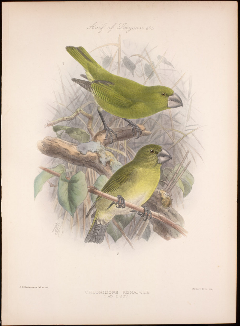 Kona Grosbeak (Chloridops kona) - Wiki; DISPLAY FULL IMAGE.