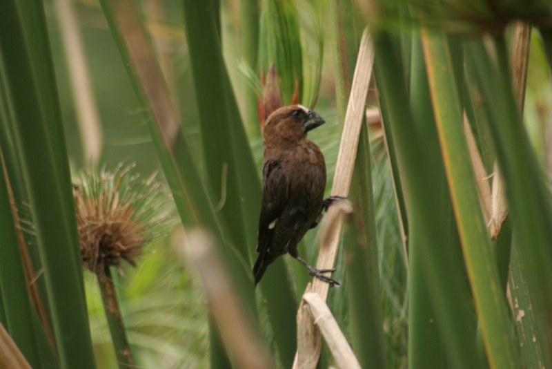 Grosbeak Weaver (Amblyospiza albifrons) - Wiki; DISPLAY FULL IMAGE.