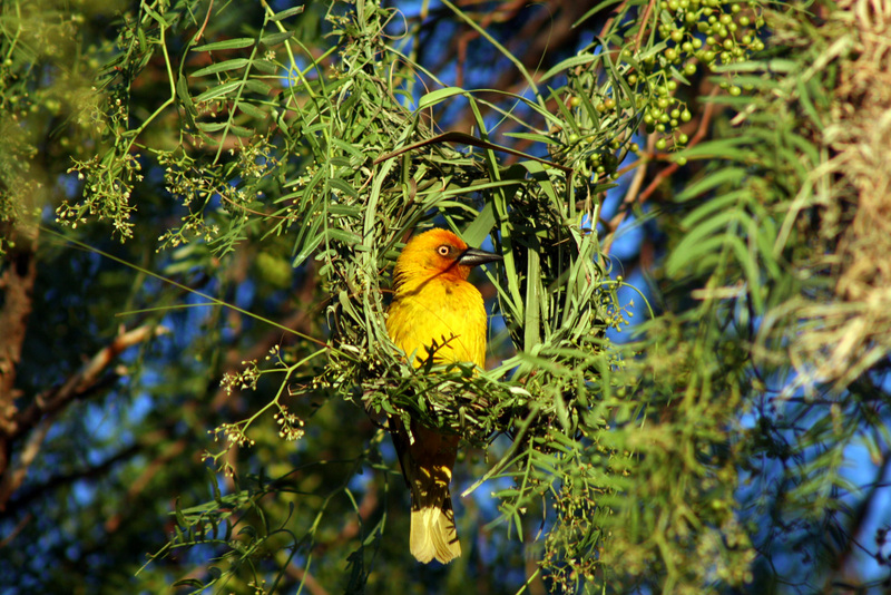 Cape Weaver (Ploceus capensis) - Wiki; DISPLAY FULL IMAGE.