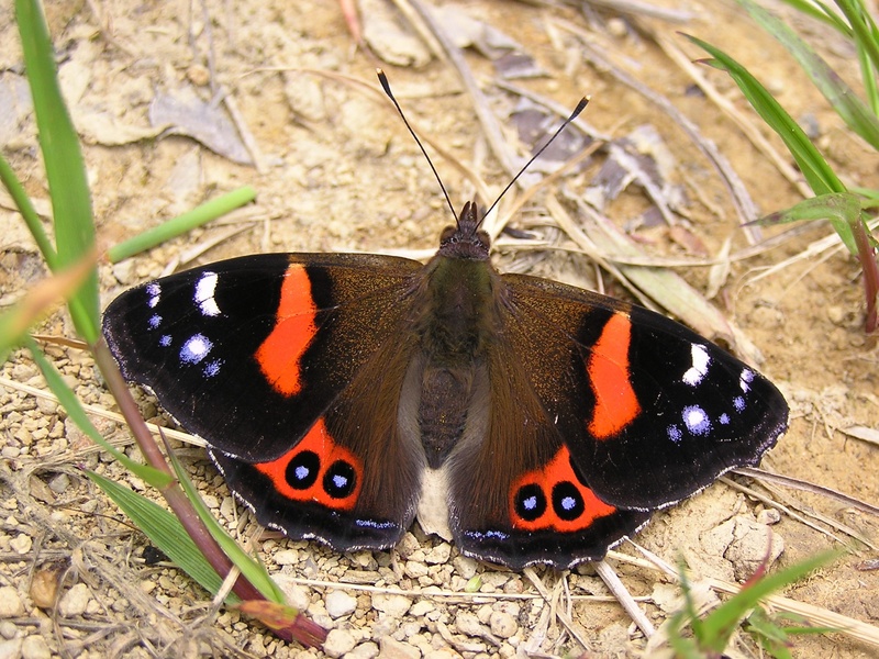 New Zealand Red Admiral (Vanessa gonerilla) - Wiki; DISPLAY FULL IMAGE.