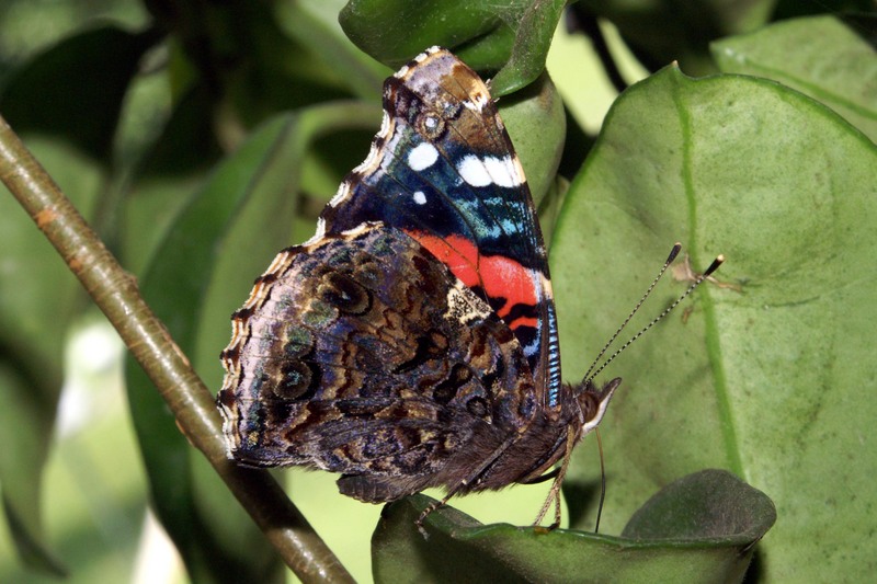 Red Admiral (Vanessa atalanta) - Wiki; DISPLAY FULL IMAGE.