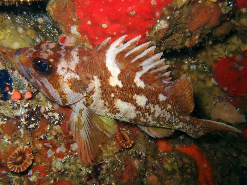 Copper Rockfish (sebastes caurinus) - Wiki; DISPLAY FULL IMAGE.