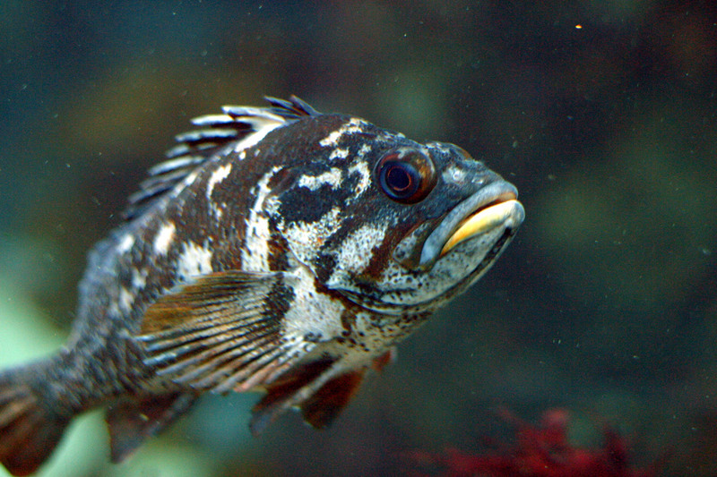 Gopher Rockfish (Sebastes carnatus) - Wiki; DISPLAY FULL IMAGE.