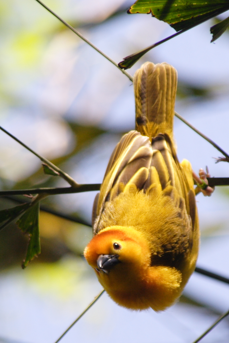 Taveta Golden-weaver, Ploceus castaneiceps; DISPLAY FULL IMAGE.