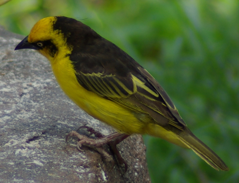Baglafecht Weaver (Ploceus baglafecht) - Wiki; DISPLAY FULL IMAGE.