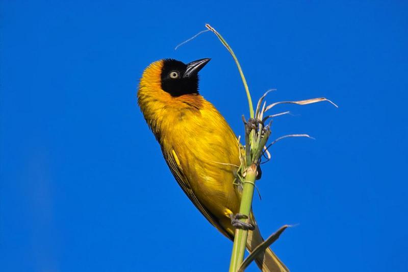 Lesser Masked-weaver (Ploceus intermedius); DISPLAY FULL IMAGE.