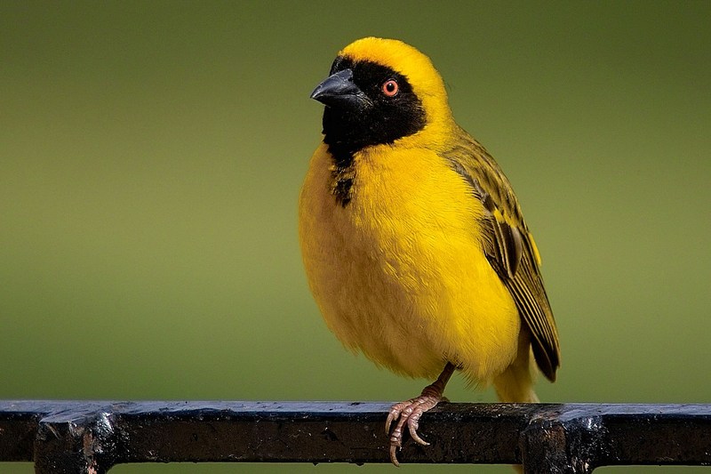 Southern Masked-weaver (Ploceus velatus) - Wiki; DISPLAY FULL IMAGE.