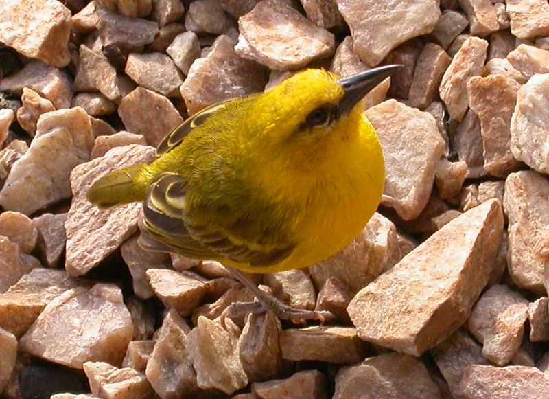 Slender-billed Weaver (Ploceus pelzelni) - Wiki; DISPLAY FULL IMAGE.