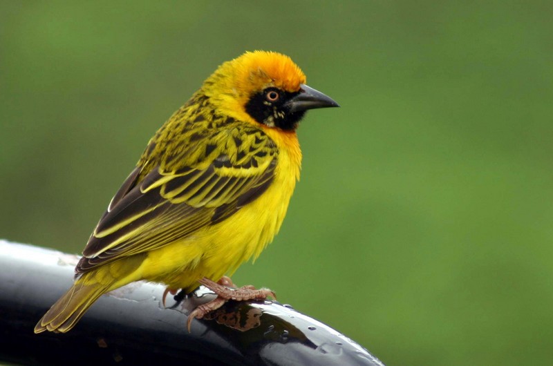 Speke's Weaver (Ploceus spekei) - Wiki; DISPLAY FULL IMAGE.