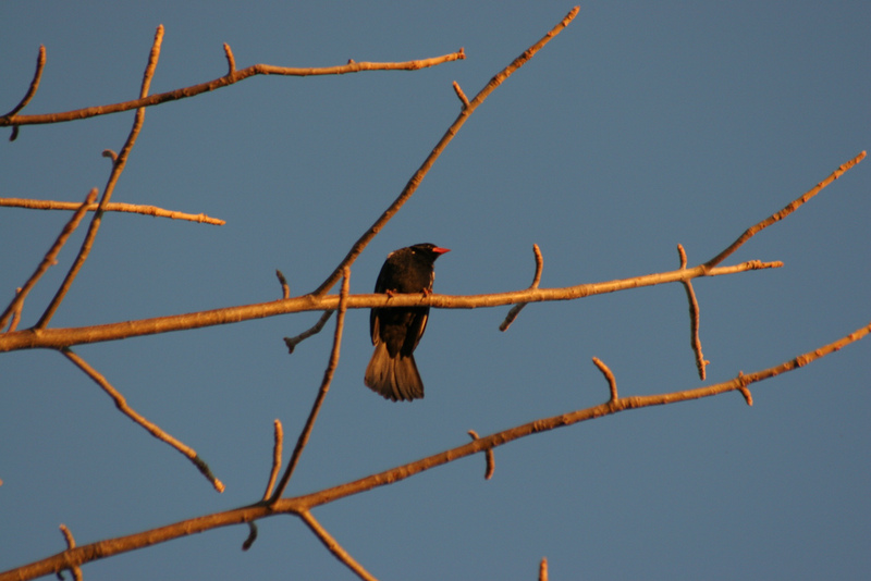 Red-billed Buffalo-weaver (Bubalornis niger) - Wiki; DISPLAY FULL IMAGE.