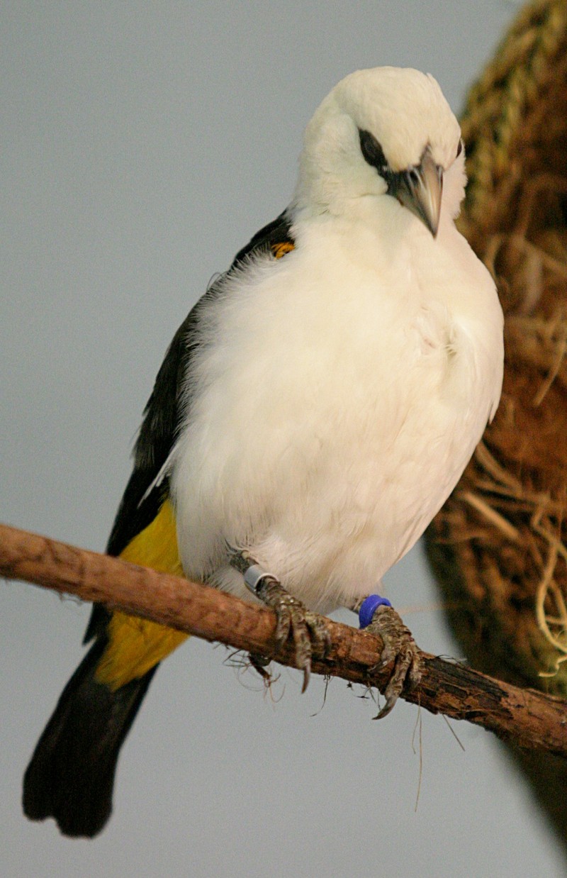 White-headed Buffalo-weaver (Dinemellia dinemelli) - Wiki; DISPLAY FULL IMAGE.