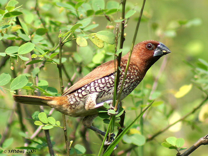 Scaly-breasted Munia (Lonchura punctulata) - Wiki; DISPLAY FULL IMAGE.