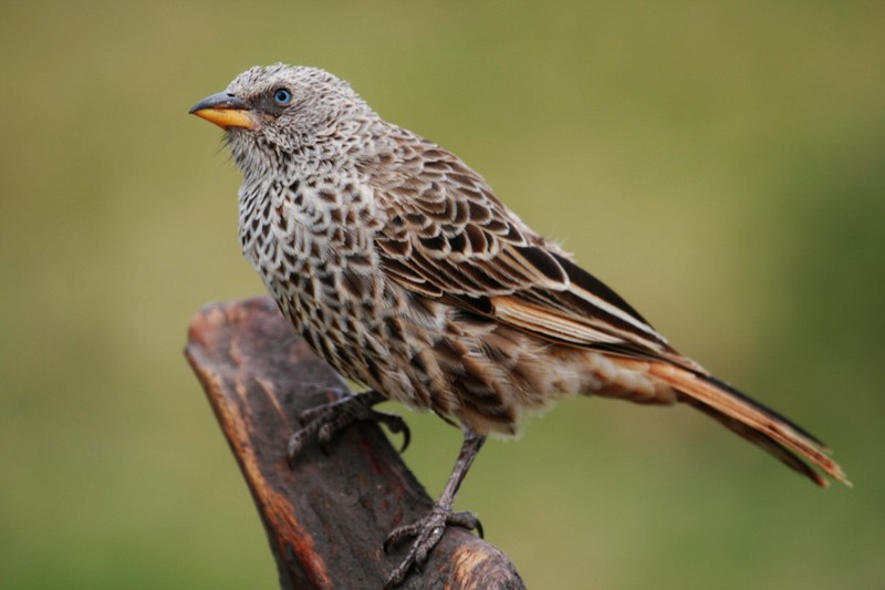 Rufous-tailed Weaver (Histurgops ruficaudus) - Wiki; DISPLAY FULL IMAGE.