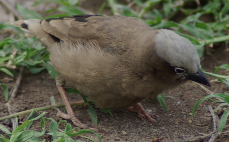 Grey-headed Social-weaver (Pseudonigrita arnaudi) - Wiki; DISPLAY FULL IMAGE.