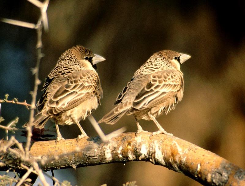 Social or Sociable Weaver (Philetairus socius) - Wiki; DISPLAY FULL IMAGE.