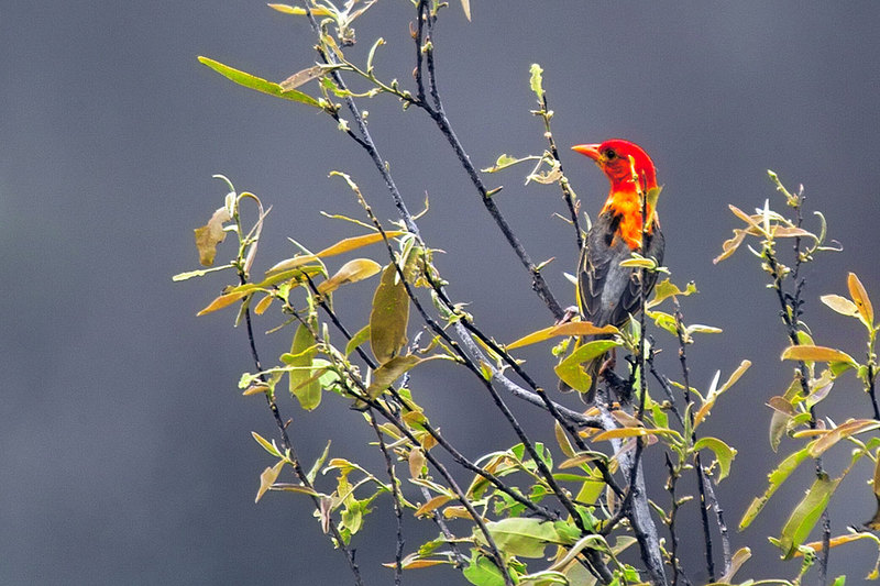 Red-headed Weaver (Anaplectes rubriceps) - Wiki; DISPLAY FULL IMAGE.