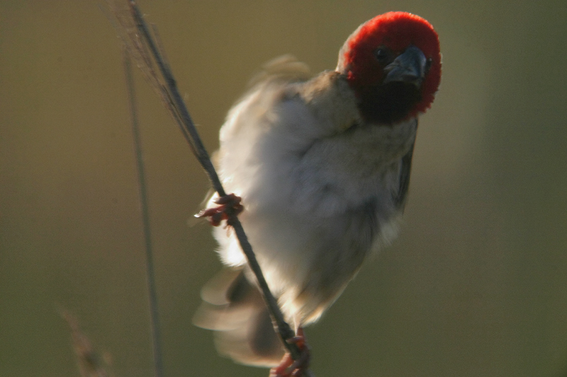 Quelea (Family: Ploceidae, Genus: Quelea) - Wiki; DISPLAY FULL IMAGE.