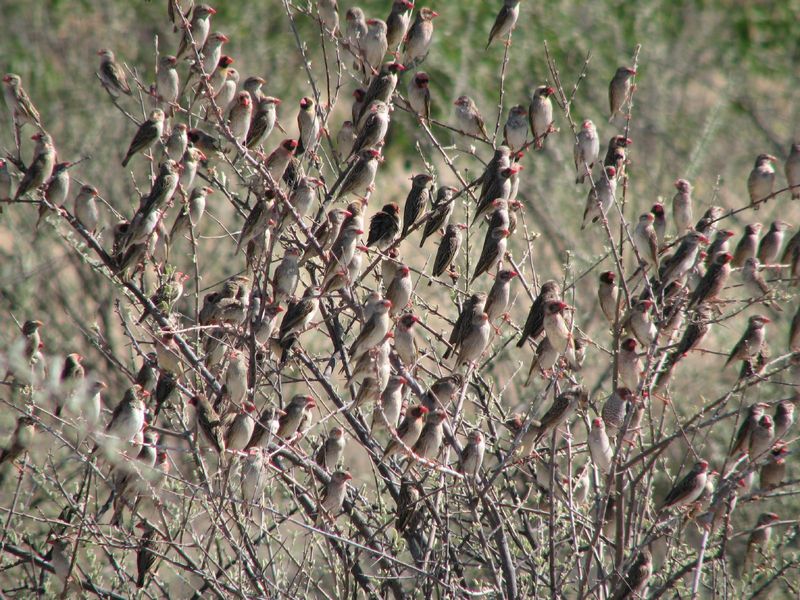 Red-billed Quelea (Quelea quelea) - Wiki; DISPLAY FULL IMAGE.