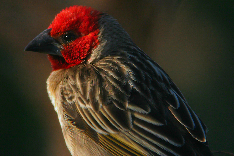 Red-headed Quelea (Quelea erythrops) - Wiki; DISPLAY FULL IMAGE.