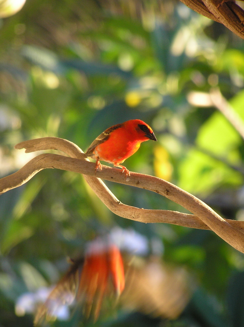 Madagascar Red Fody (Foudia madagascariensis) - Wiki; DISPLAY FULL IMAGE.