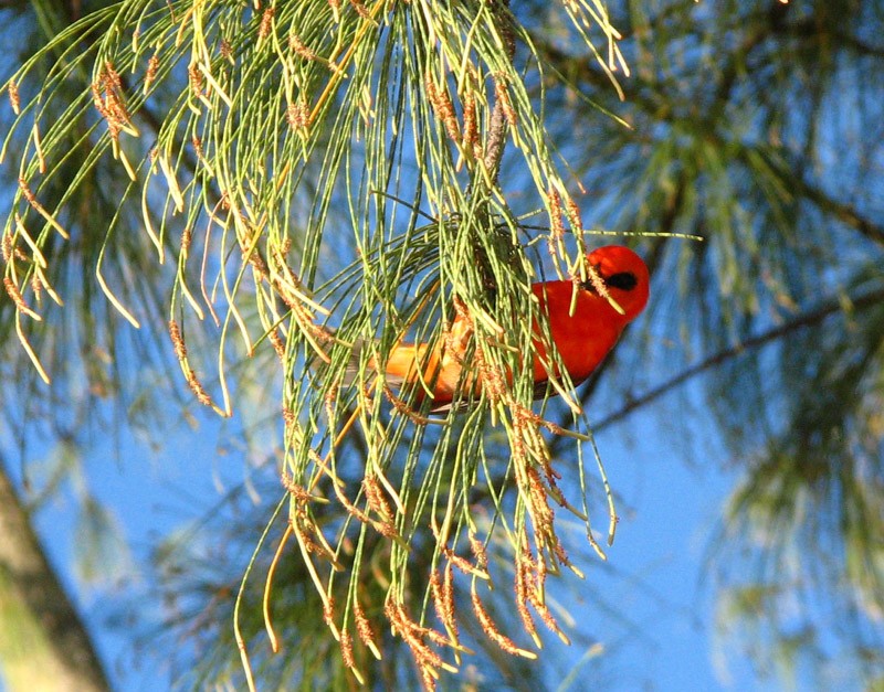 Mauritius Fody (Foudia rubra) - Wiki; DISPLAY FULL IMAGE.