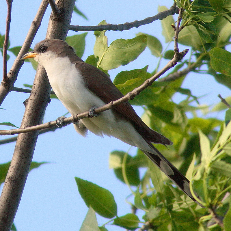 Cuckoo (Family: Cuculidae) - Wiki; DISPLAY FULL IMAGE.